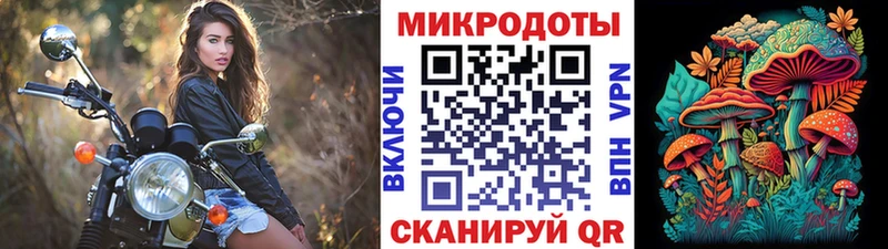 Псилоцибиновые грибы Psilocybe  Гдов 