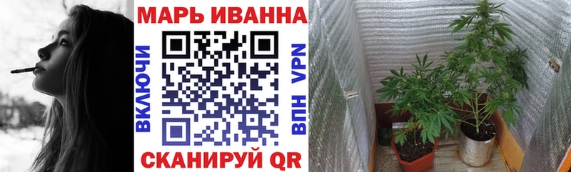Каннабис сатива  Гдов 